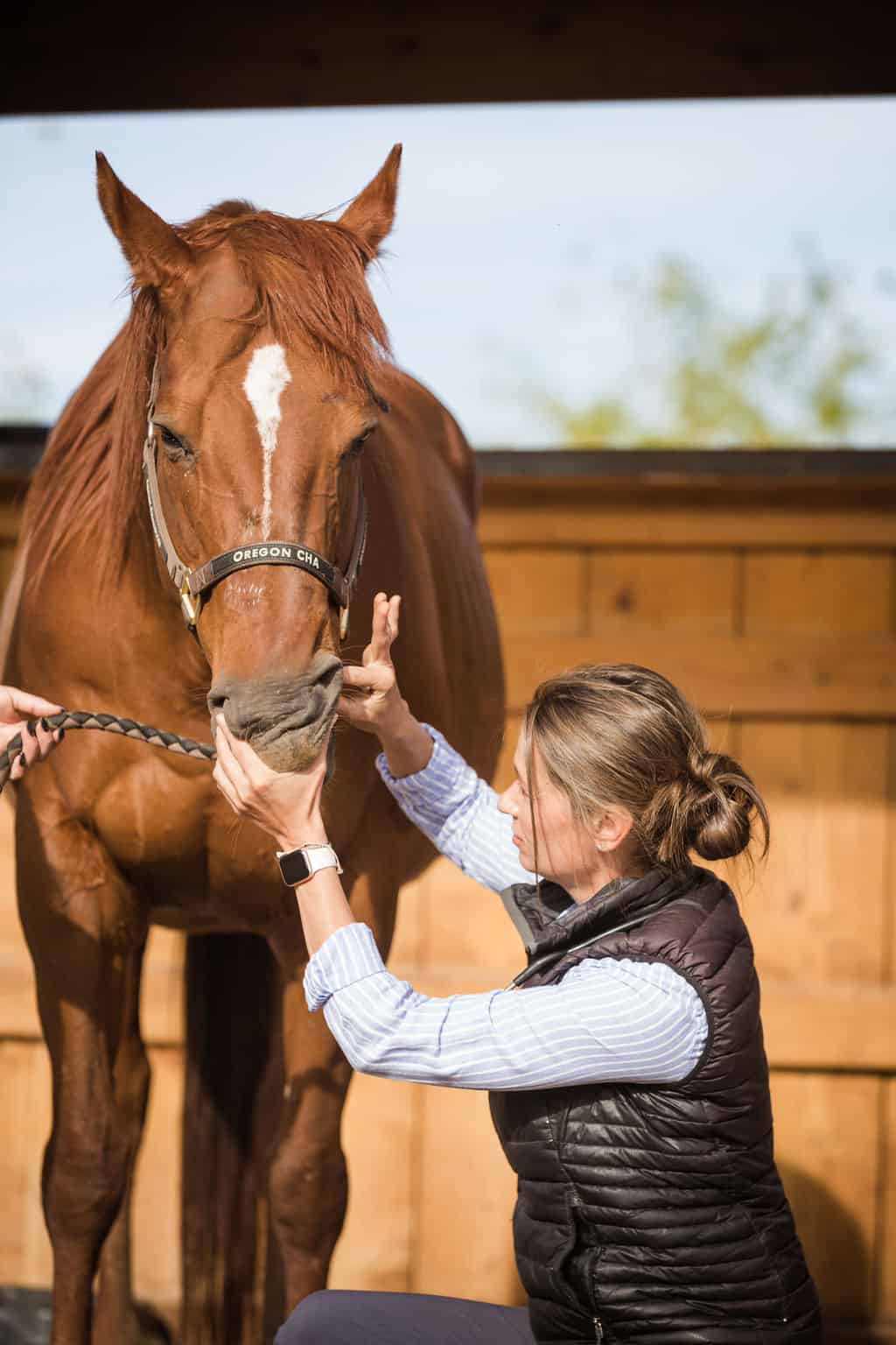 veterinarian examining a horse's teeth