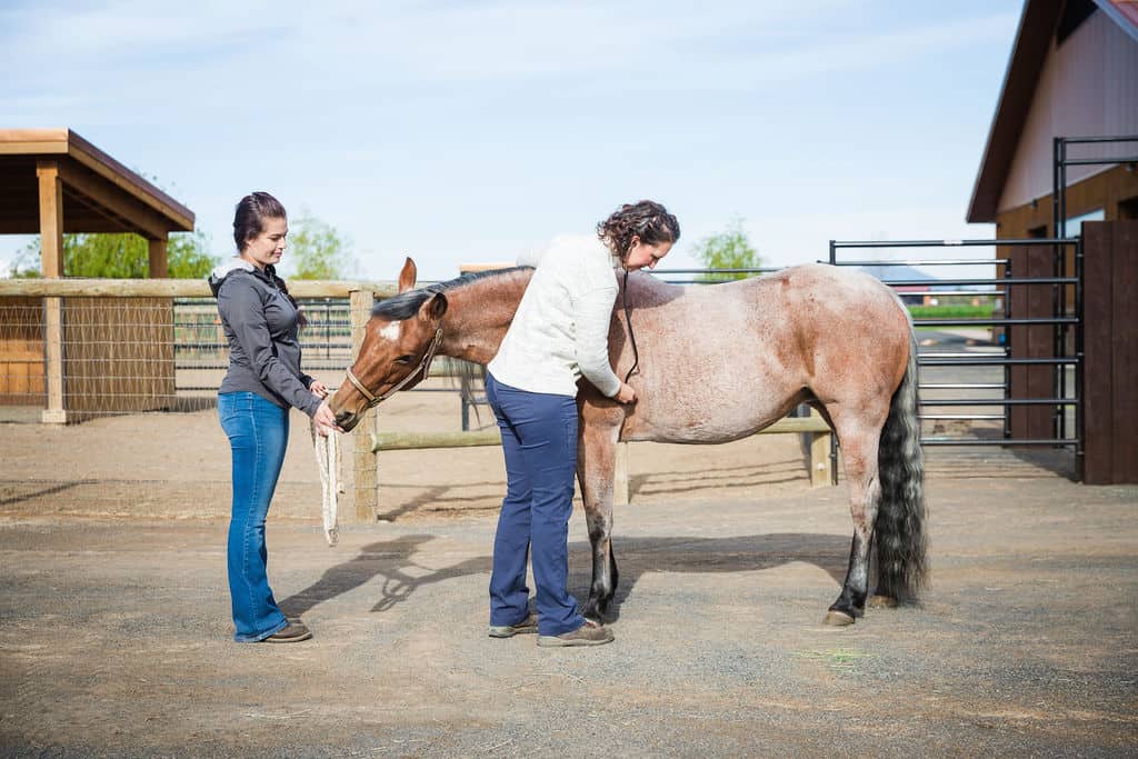 veterinarian examining horse using a stethoscope