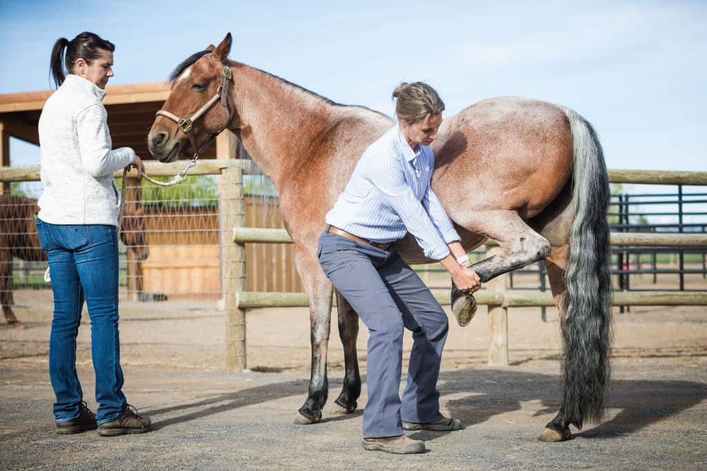 veterinarian flexing a horse's hock