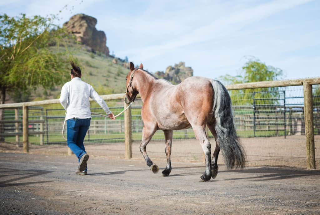 vet assistant jogs with horse in-hand