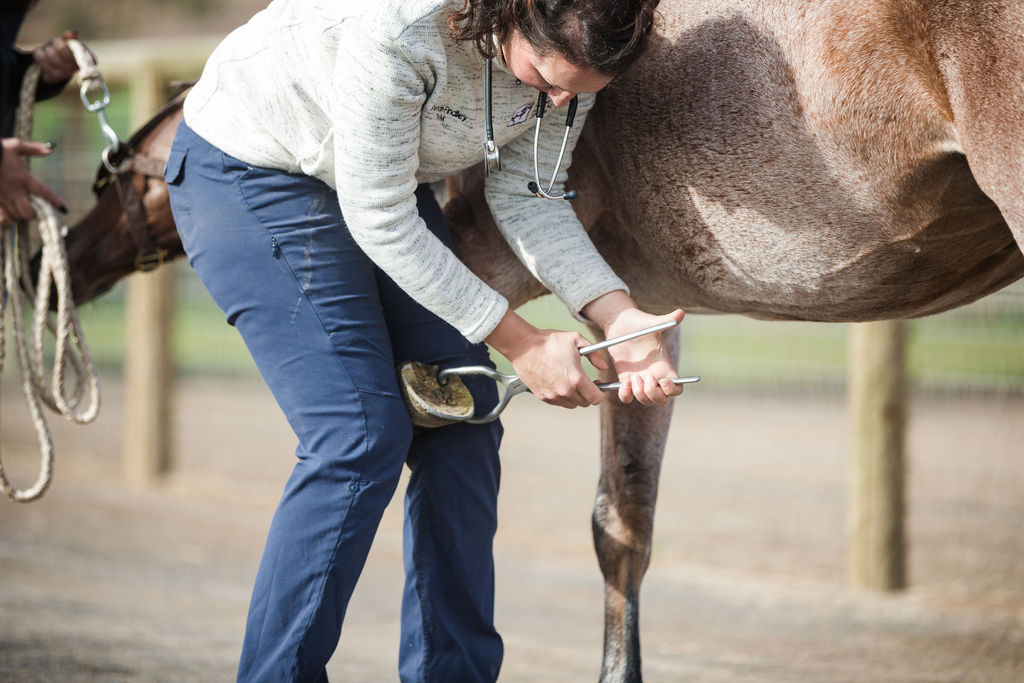 veterinarian examining a horse's front hoof with hoof testers