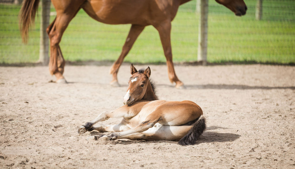 light brown foal laying down in the sunshine