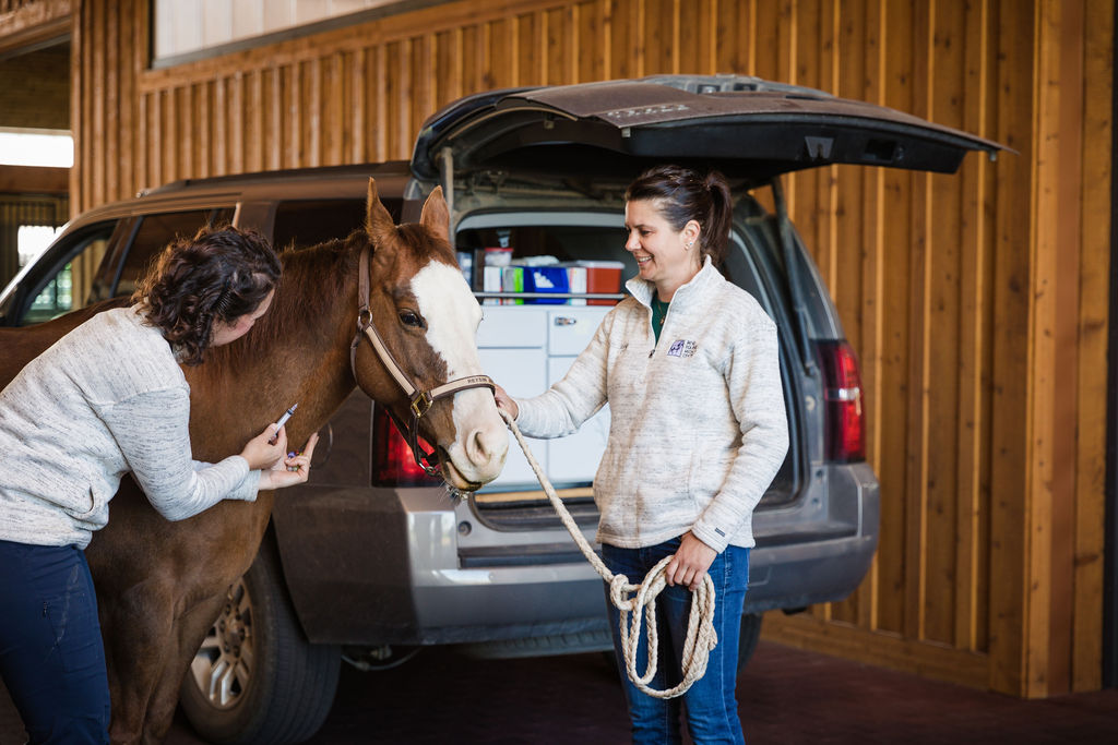 veterinarian administers shot in horse's neck