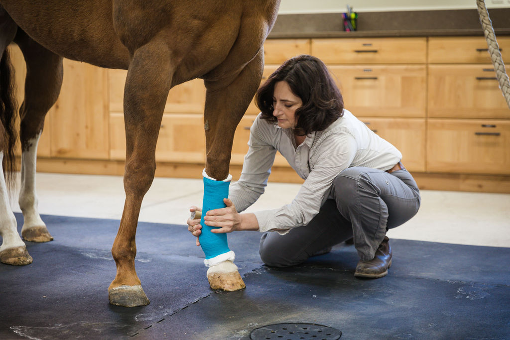 veterinarian examines wrap on horse's lower leg