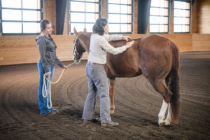 Flexing a horse's hock