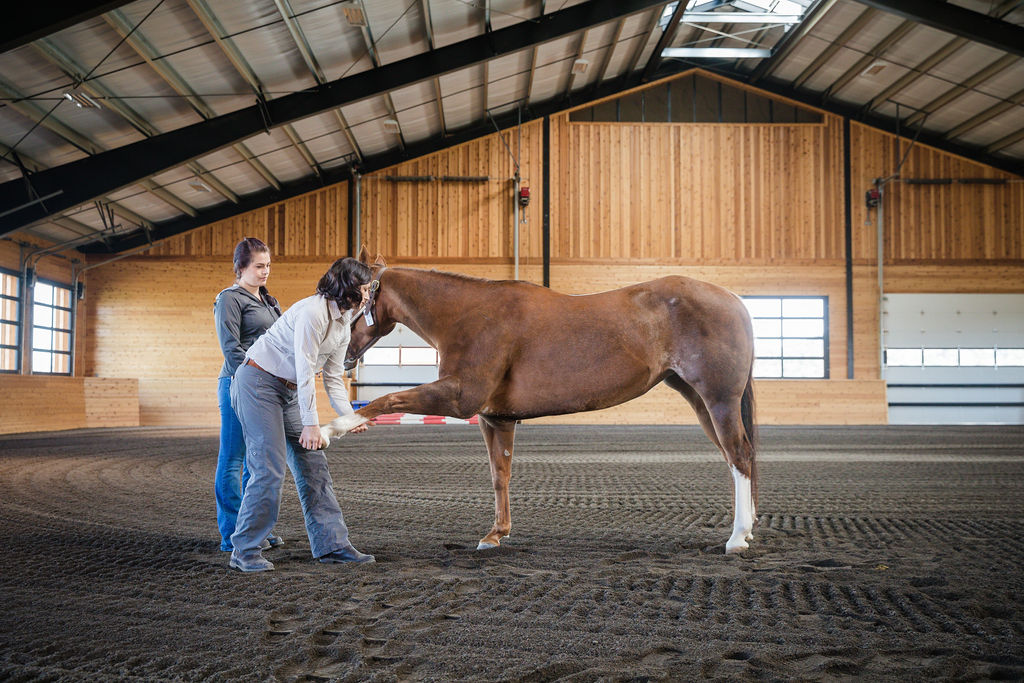 veterinarian stretches and examines horse's front leg
