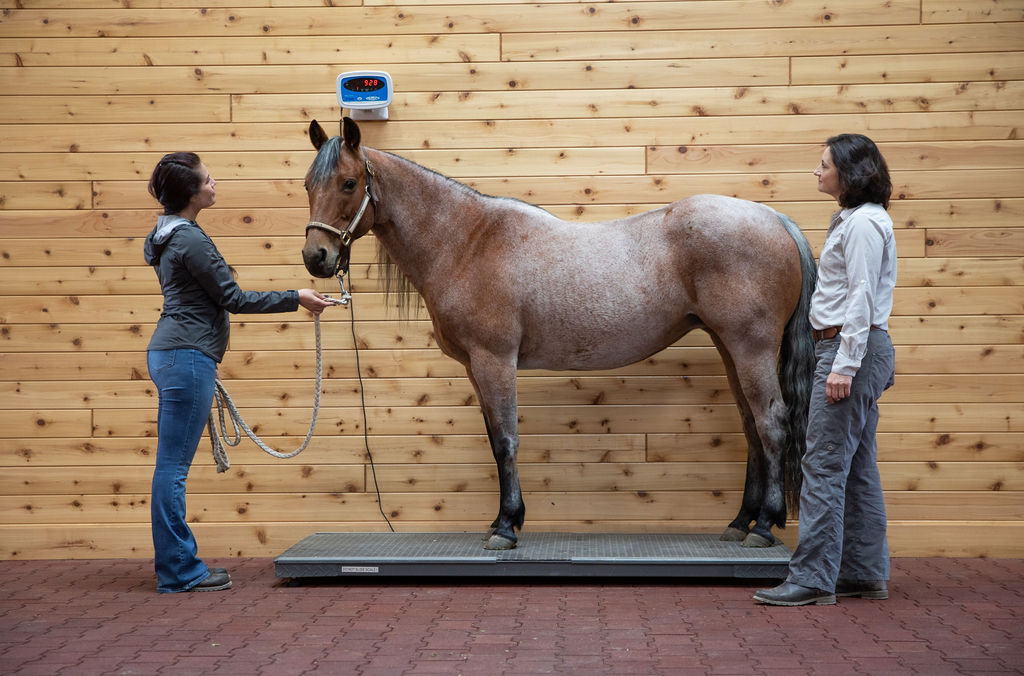 veterinary assistant holding a horse steady on a weight scale