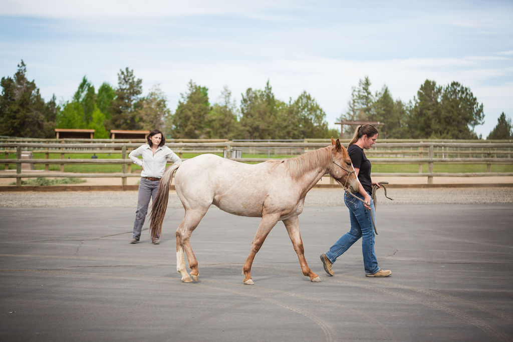 veterinarian observing a horse walking on hard ground