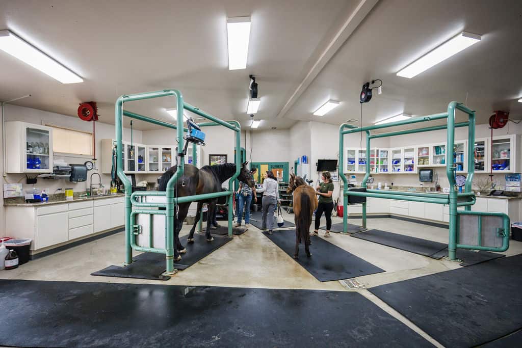 inside the vet clinic treatment area, one horse stands in the stocks, one horse held in the center of the room