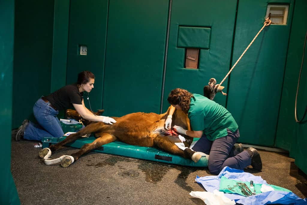 veterinarian performing a castration on a horse, assistant monitoring heartbeat