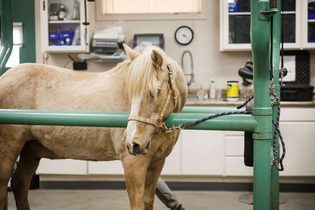 palomino horse standing in the stocks in the clinic