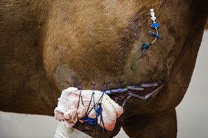 Horse with severe wound on shoulder