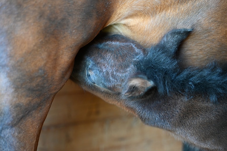 foal nursing from mare