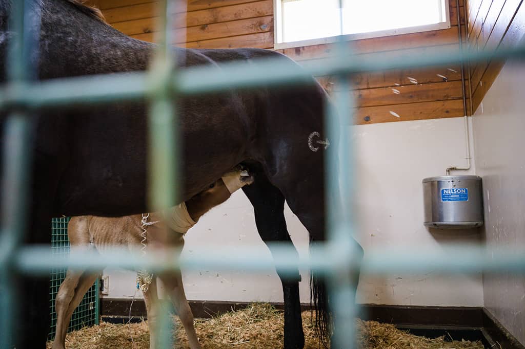 Foal nursing from mom