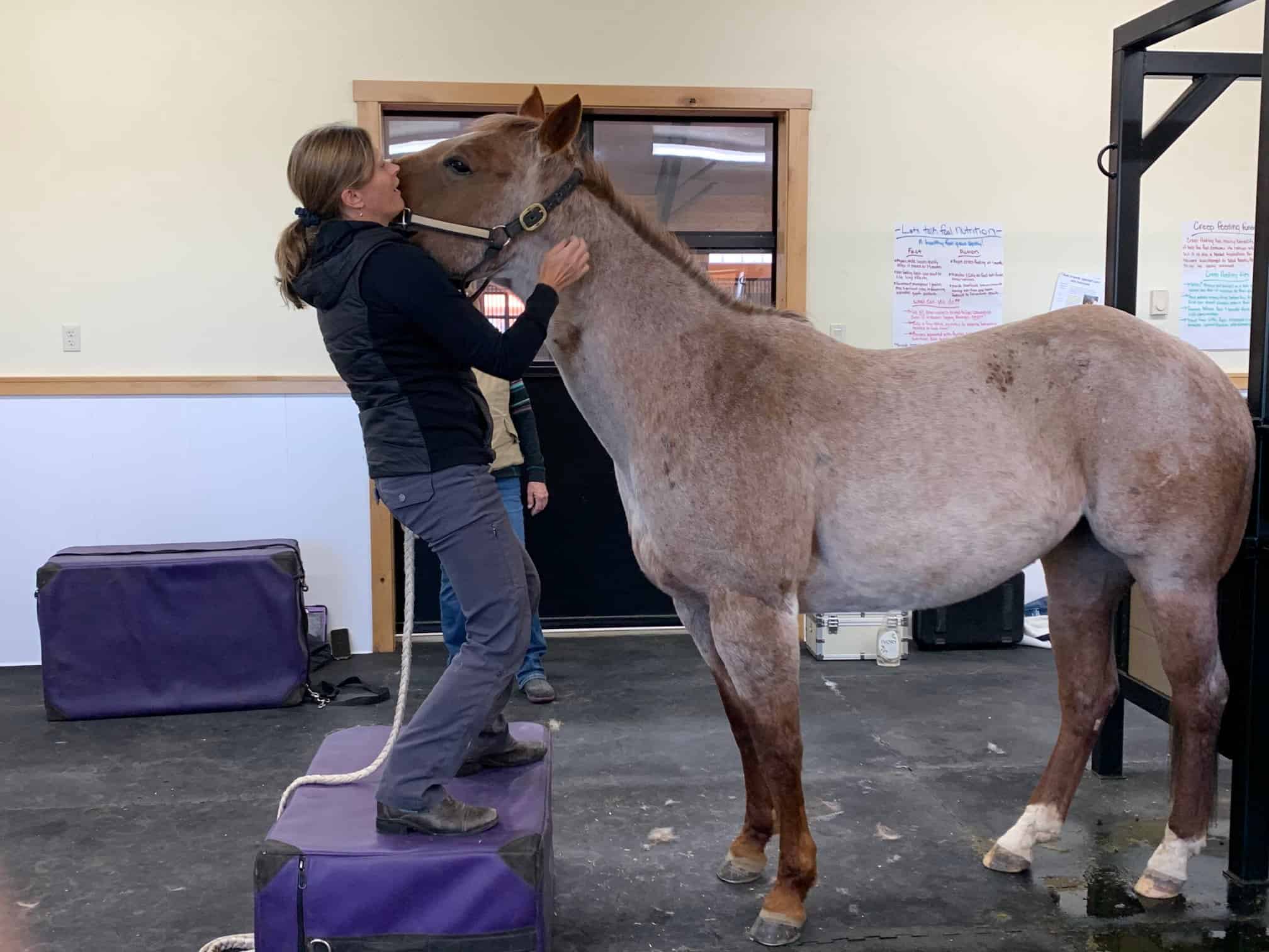 Dr. Fehr providing chiropractic treatment on a horse's head and neck