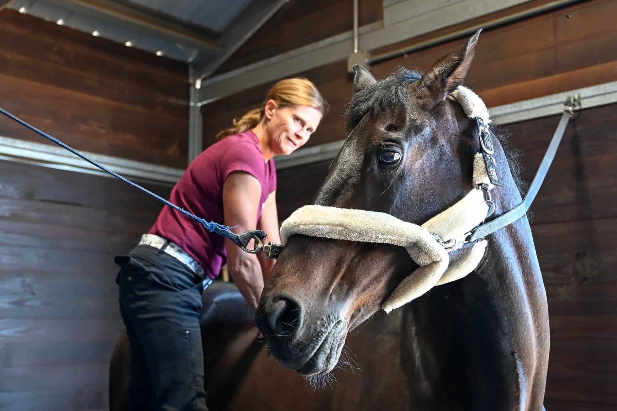 Dr. Fehr providing chiropractic treatment to a horse's back