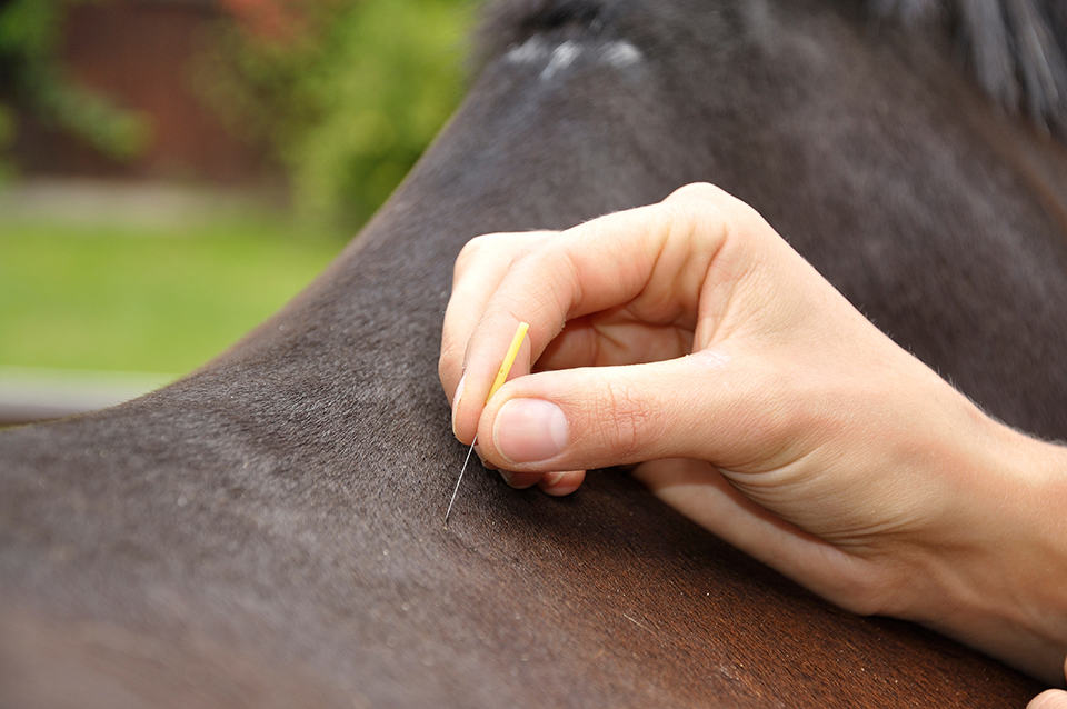 Acupuncture needle place in horse's back