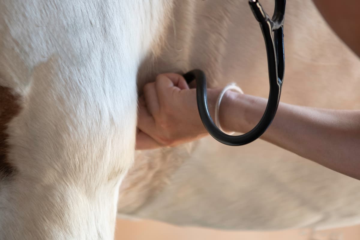 Using a stethoscope on a horse