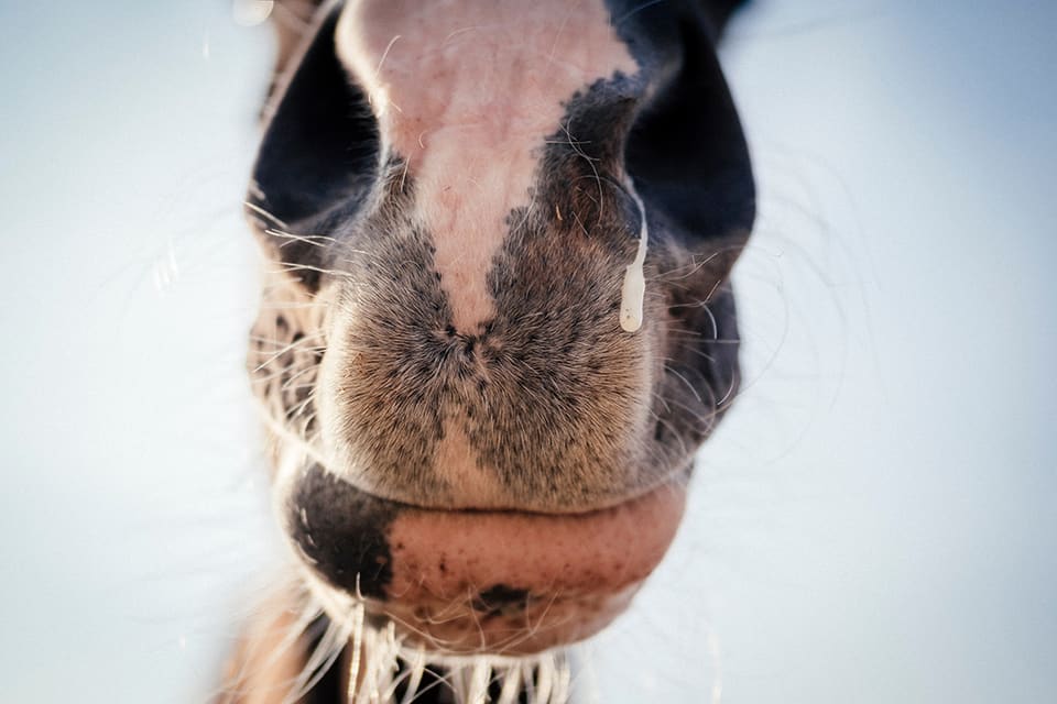 Horse with runny hose