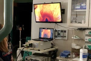 internal medicine - scope imaging in a horse