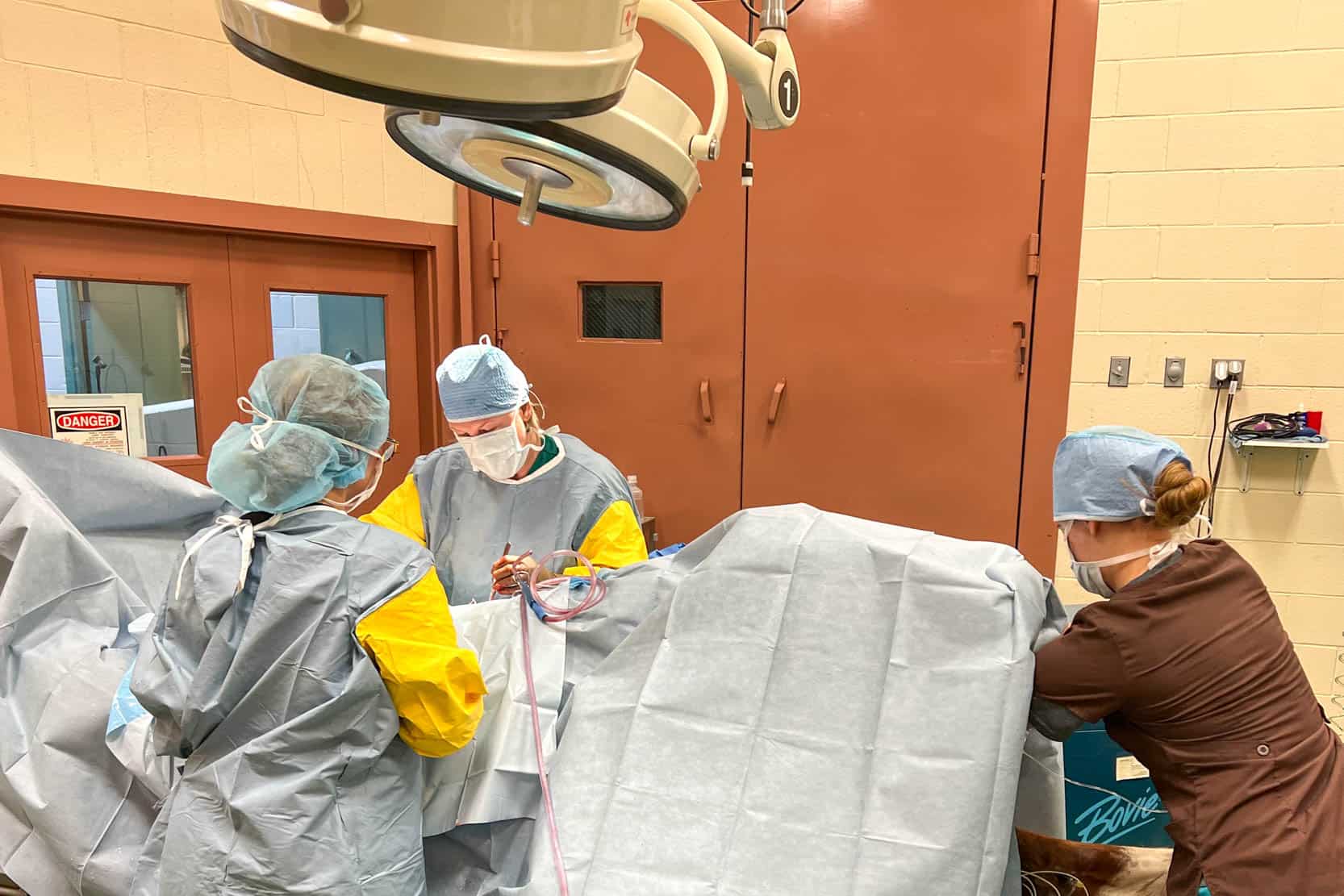 Veterinarians performing surgery on a horse