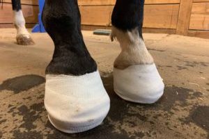 Front horse feet in casts