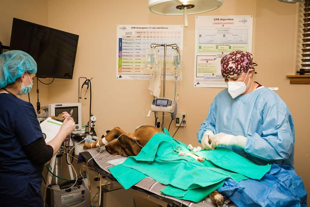 Veterinarians performing surgery on a foal