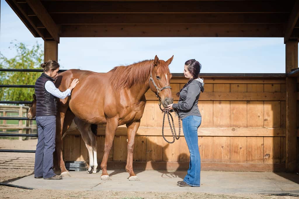 Wellness Care - Bend Equine Medical Center