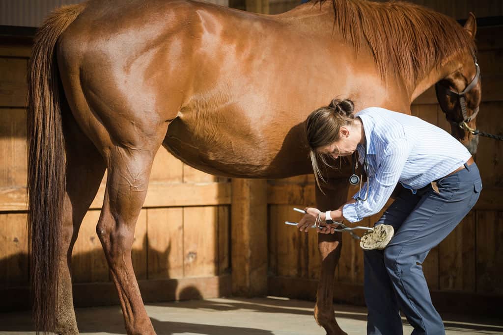 veterinarian examining a hoof with hoof testers