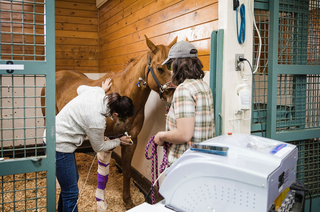 veterinarian treating a severe shoulder injury