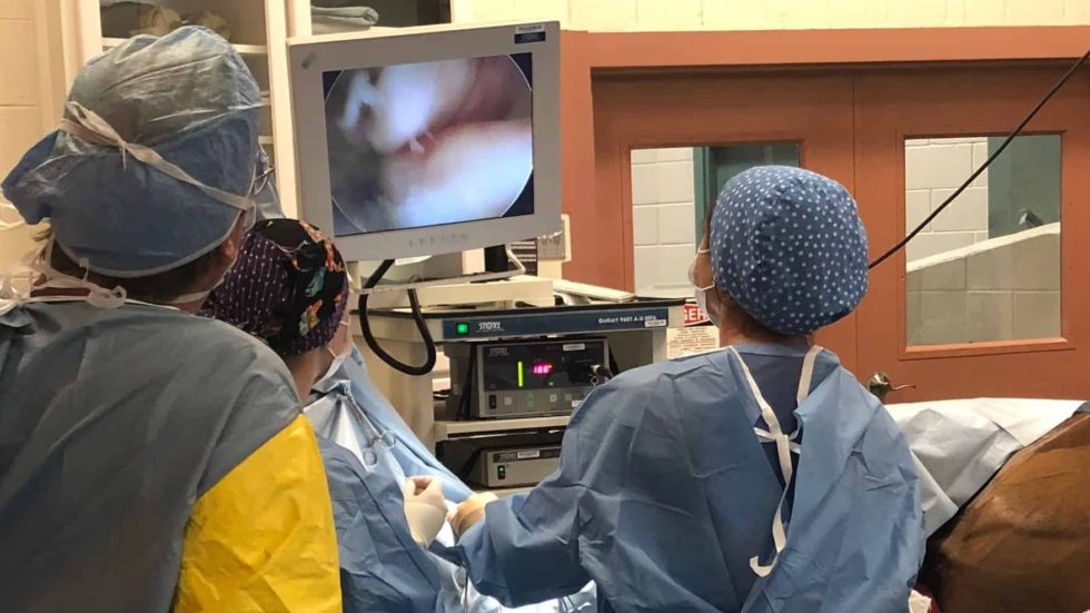 Arthroscopic Surgery Bend Equine Medical Center