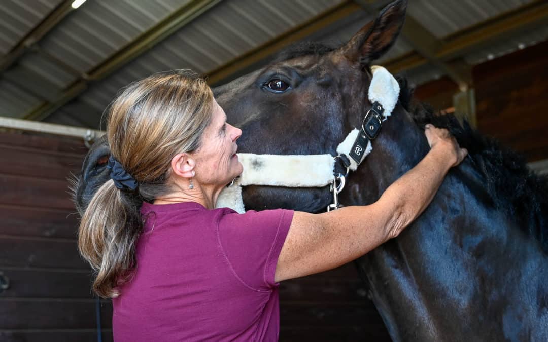 Dr. Fehr providing chiropractic treatment to a horse's neck and head