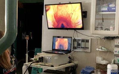 Videoendoscopy and Gastroscopy