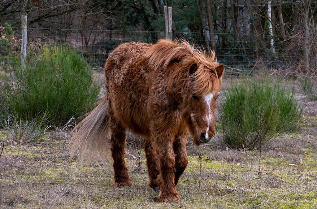 Pony with PPID and long haircoat