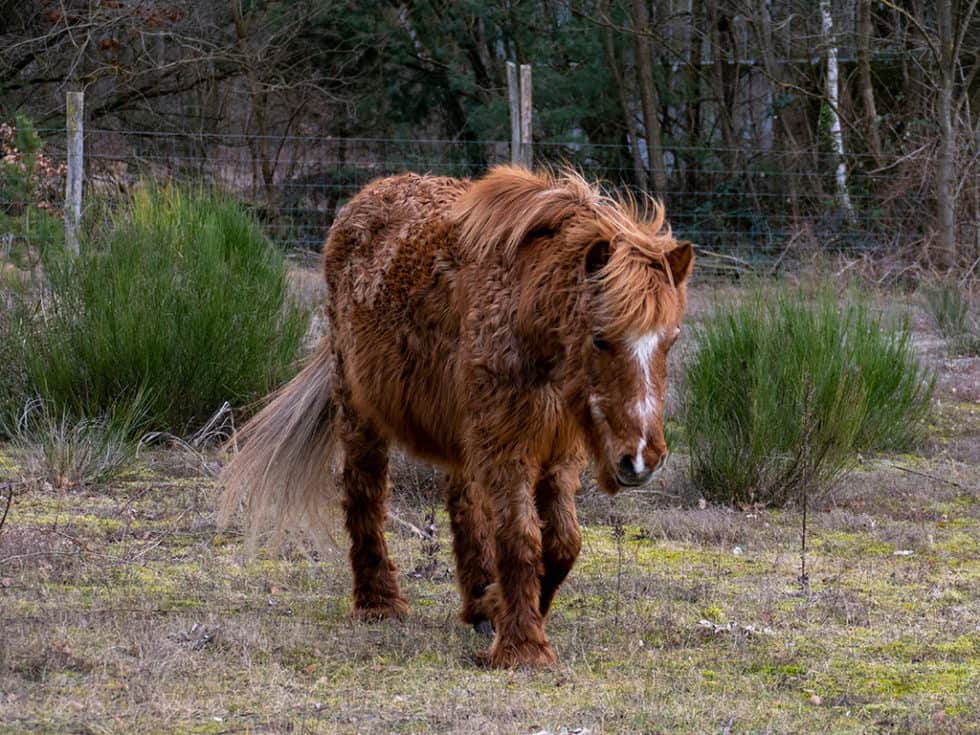 PPID (Equine Cushing's Disease) Bend Equine Medical Center