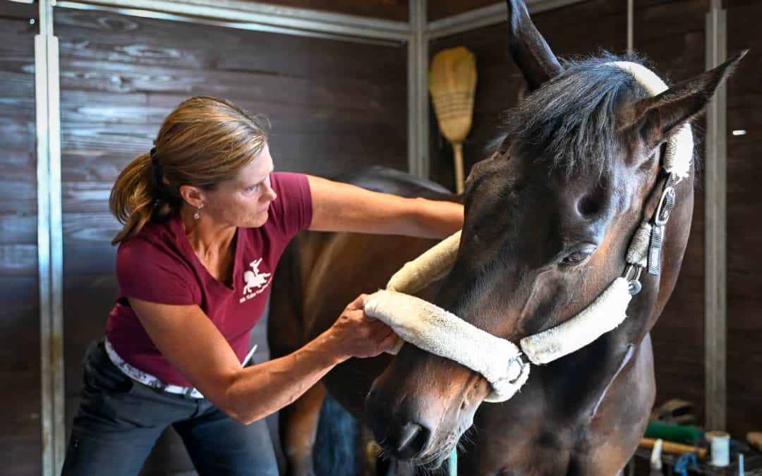 Dr. Fehr giving chiropractic treatment to a horse