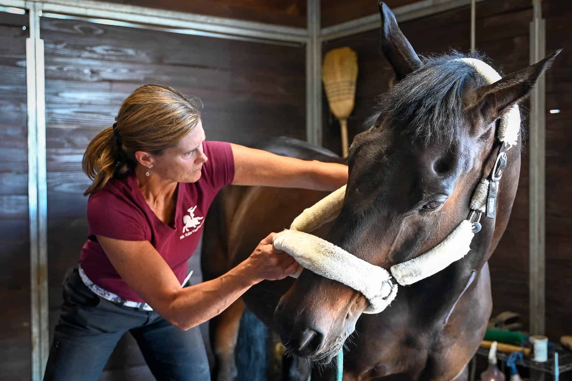 Client Seminar: Veterinary Chiropractic and Acupuncture - Bend Equine ...