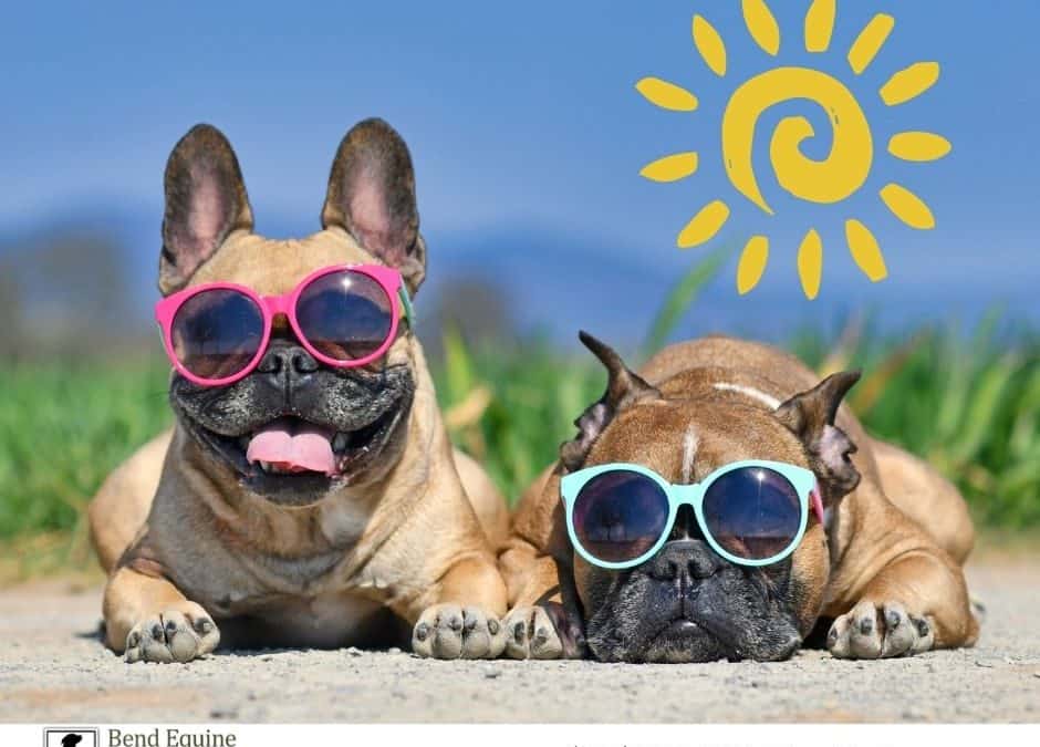 Two French bulldogs wearing sunglasses