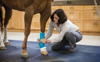 How to Bandage a Horse’s Injured Leg