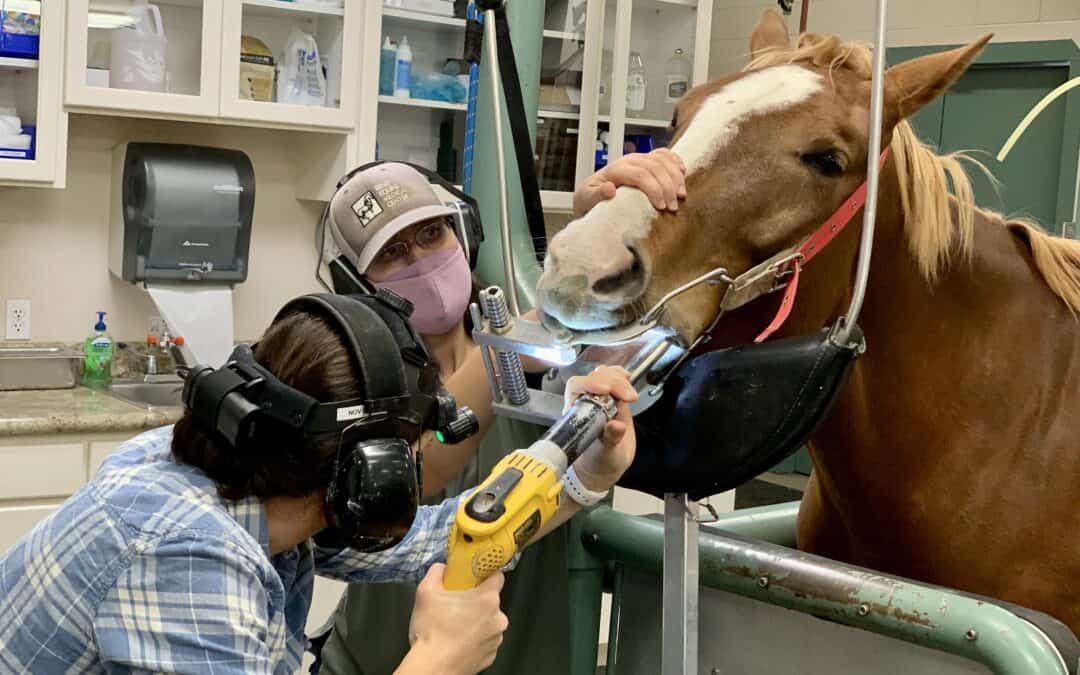 Veterinarian Performs Dental Float on a Horse