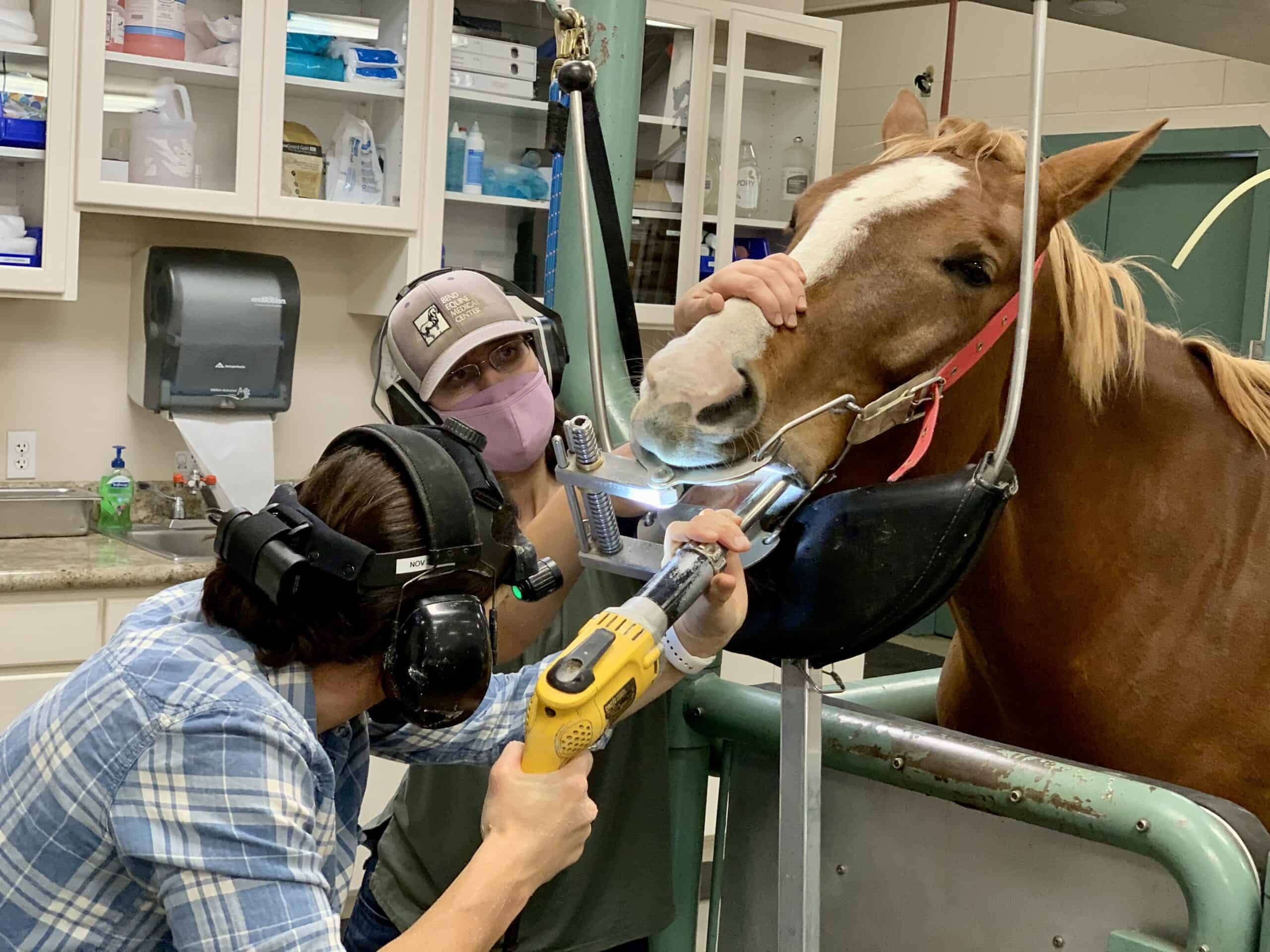 Veterinarian Performs Dental Float on a Horse