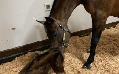 Monitoring the Post-Foaling Mare