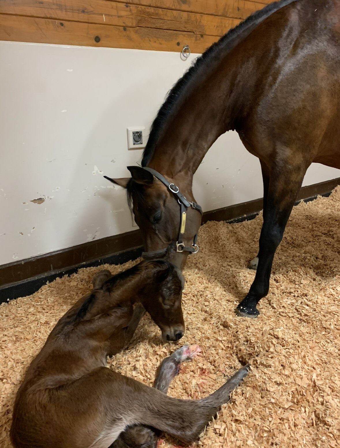 Mare sniffing newborn foal