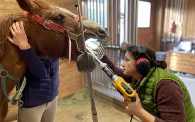 Common Signs of Dental Pain in Horses