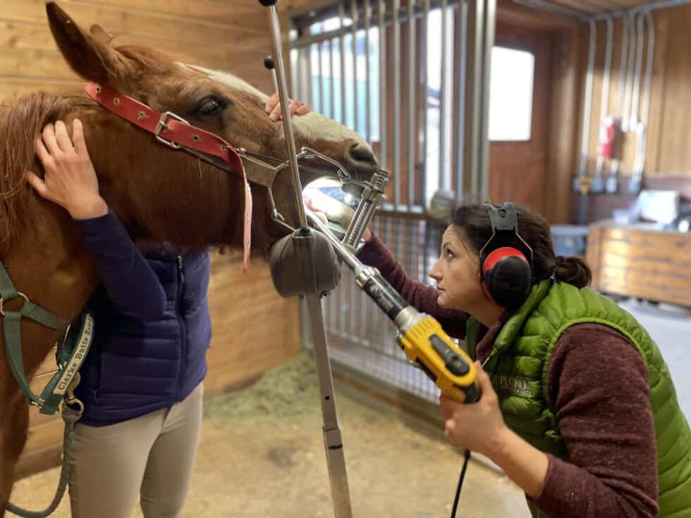 Common Signs of Dental Pain in Horses Bend Equine Medical Center