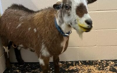 Case Study: A Goat with Bladder Stones