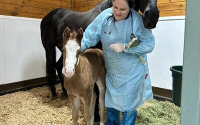 Meconium Impactions in Foals are Emergencies