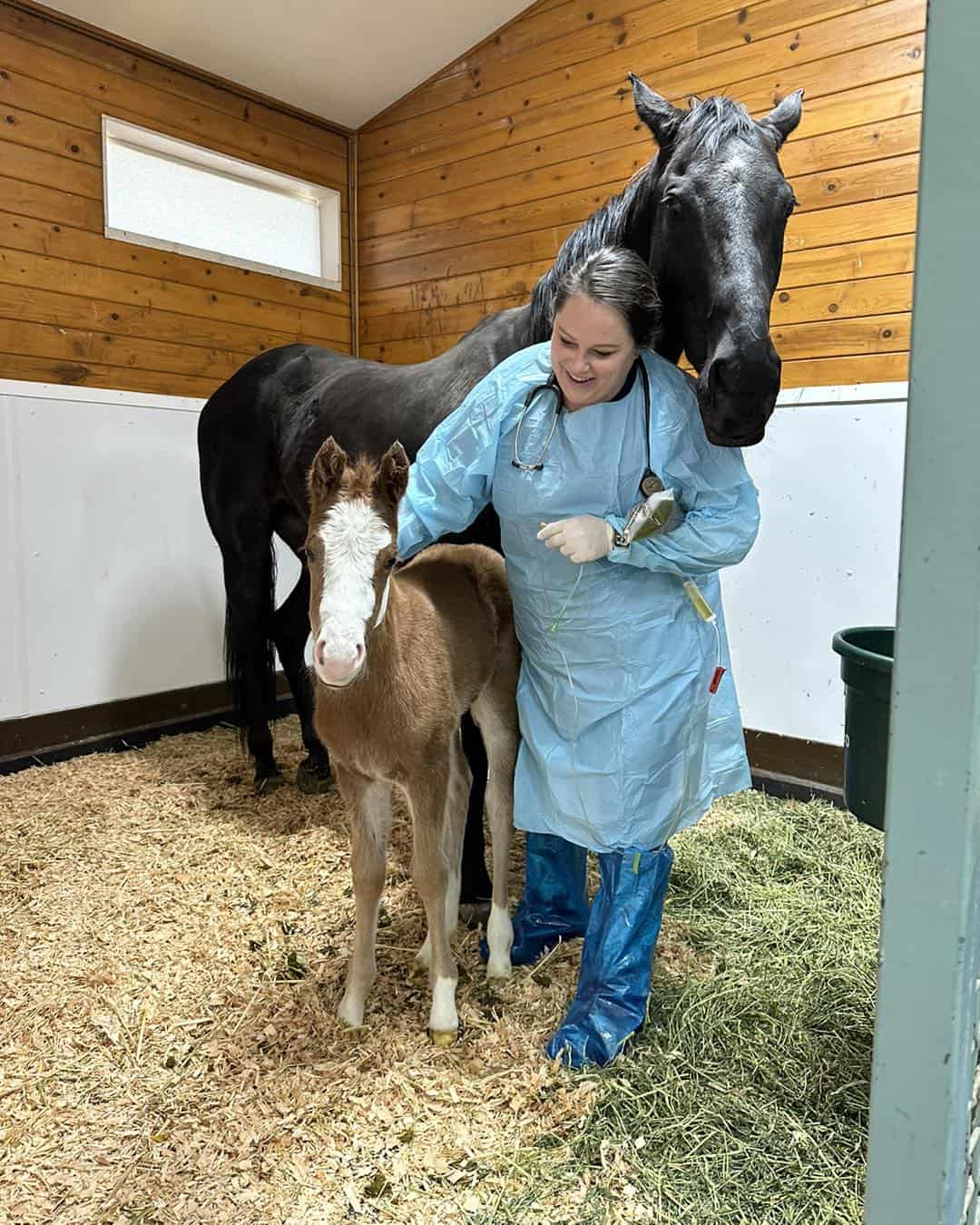 foal recovering from meconium impaction