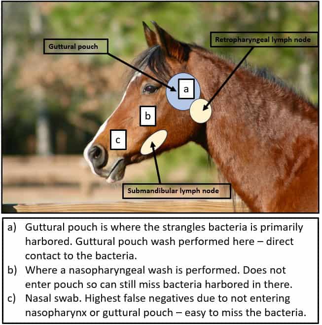 Strangles horse head diagram