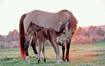 Client Seminar: Foaling Out and Caring for Mares and Newborns